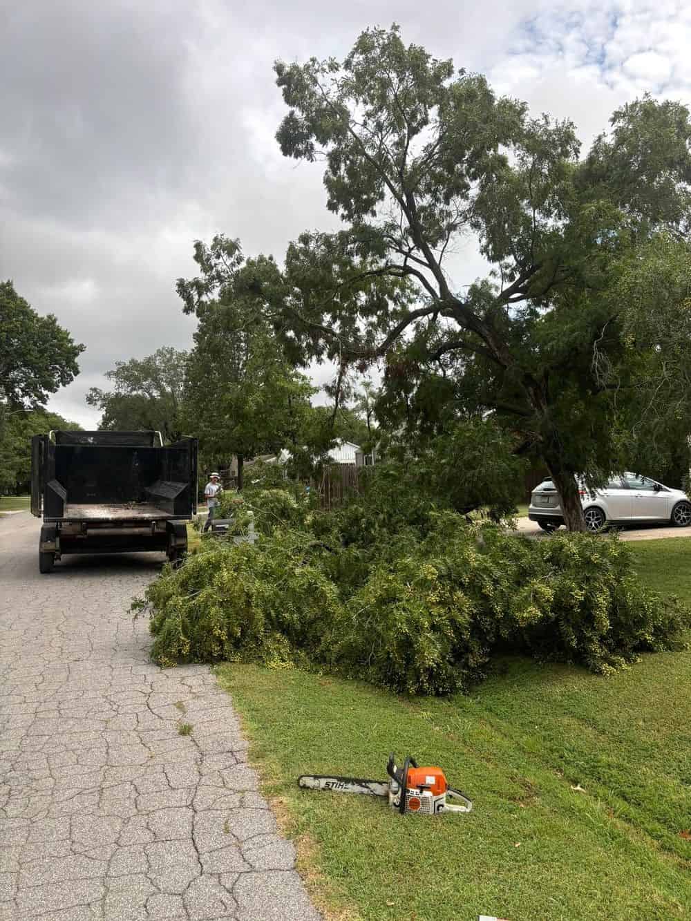 Tree Trimming & Removal image