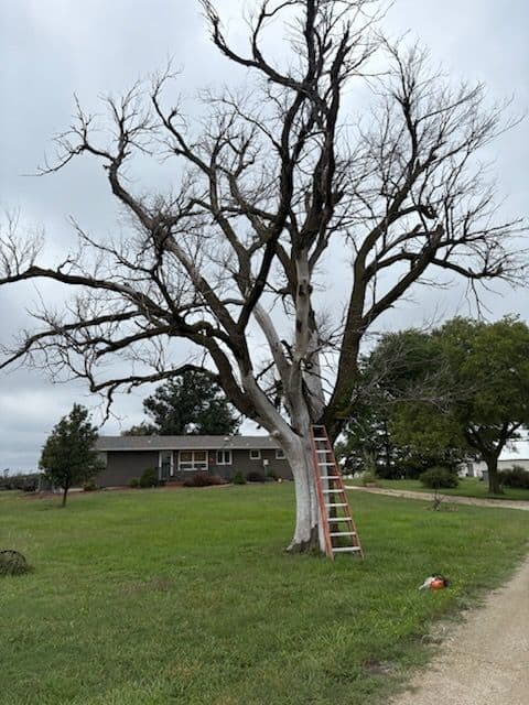 Gallery photos for Efficient Tree Trimming and Removal Services: Image #1