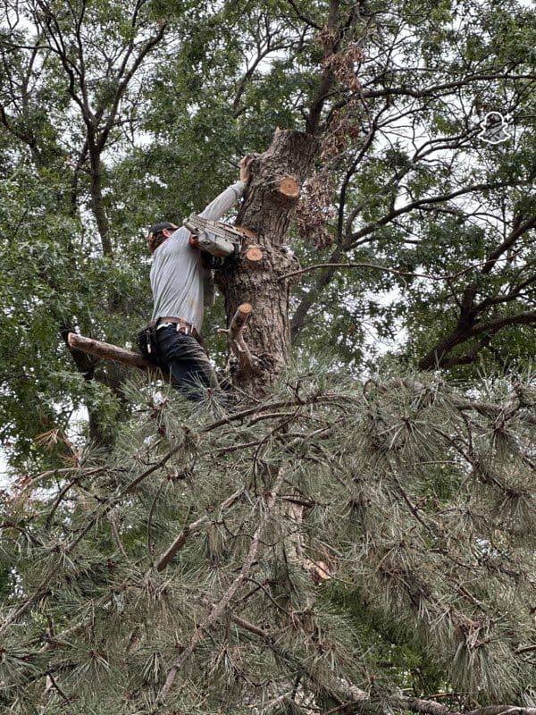 Gallery photos for Efficient Tree Trimming and Removal Services: Image #2