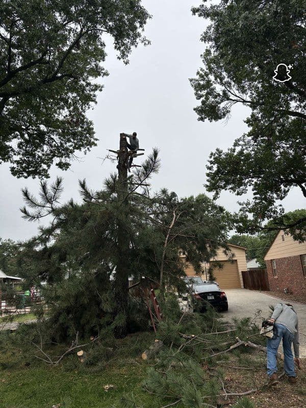 Gallery photos for Efficient Tree Trimming and Removal Services: Image #3