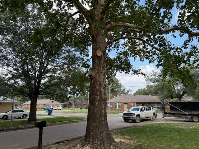 Gallery photos for Expert Tree Trimming in Wichita: Image #2