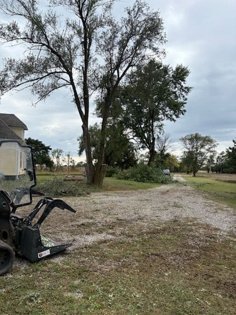 Efficient Tree Removal by JBS Crew Co. image