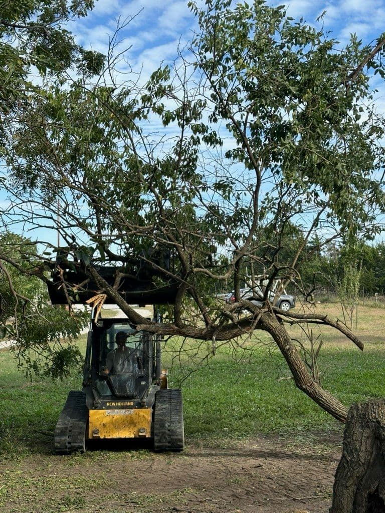 Gallery photos for Efficient Tree Removal by JBS Crew Co.: Image #2
