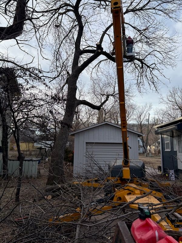 Gallery photos for Tree Take-Down Project in Newton: Image #1